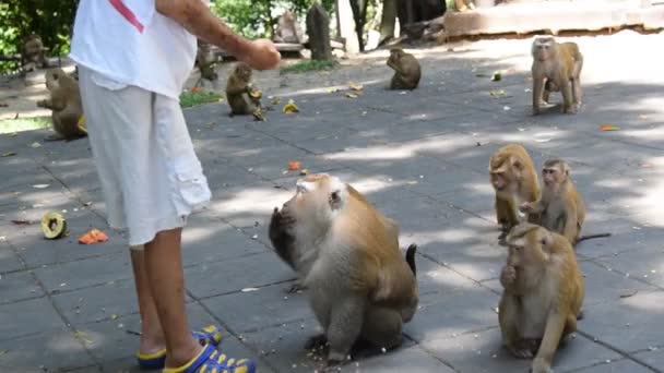 원숭이 공원에서 뭔가 먹으십시오 — 비디오