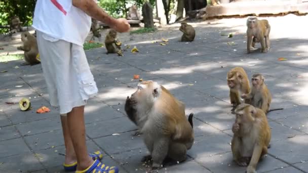 Affen fressen etwas im Park — Stockvideo