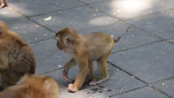 Monkey eat something in park — Stock Video