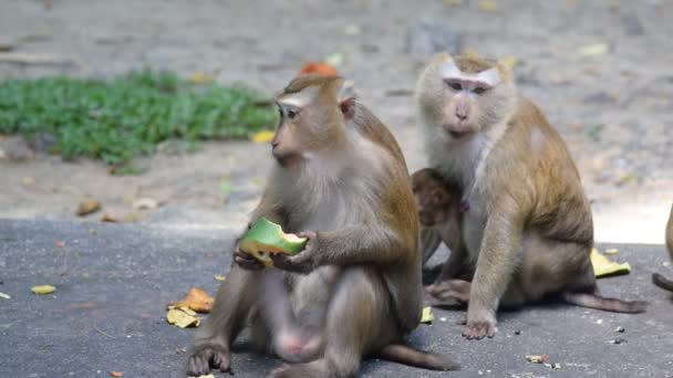 Affen fressen etwas im Park — Stockvideo