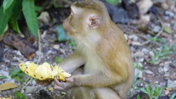 Małpa coś zjeść w parku — Wideo stockowe