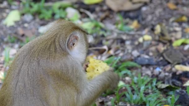 Affen fressen etwas im Park — Stockvideo