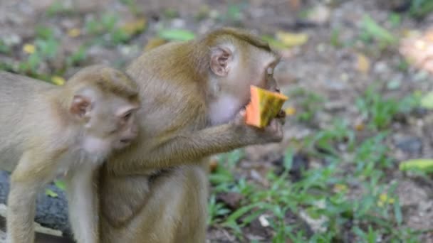 Monkey eat something in park — Stock Video