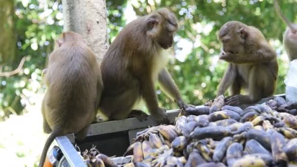 Monkey äta något i park — Stockvideo