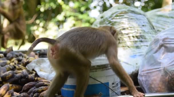 猴子在公园里吃东西 — 图库视频影像