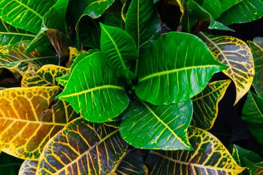 doğada taze yeşil yaprak