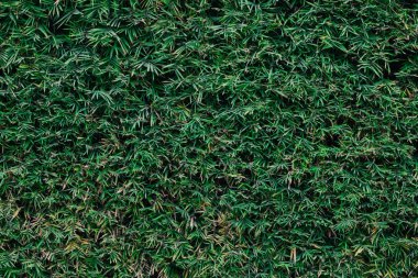 yeşil bambu yaprağı arkaplanı