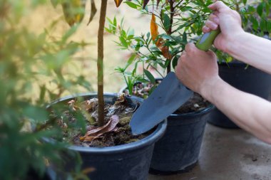 bir ağaç bitki ve toprak gevşetin