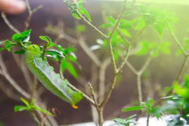 Şahin-güve (Daphnis nerii, keskin) caterpillar tırmanma yemek p