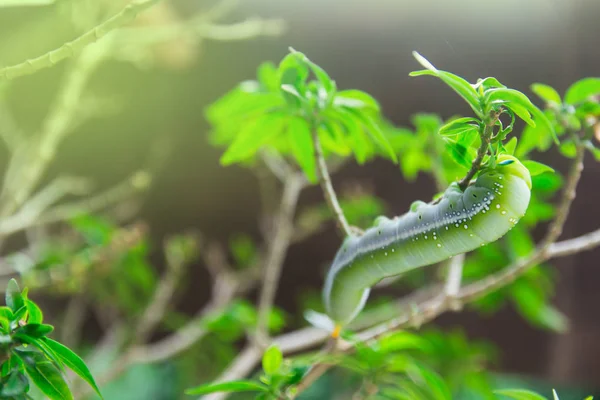 Şahin-güve (Daphnis nerii, keskin) caterpillar tırmanma yemek p — Stok fotoğraf