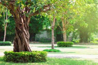 Orman ağaçları, doğa yaprak yeşil güneş ışığı arka plan