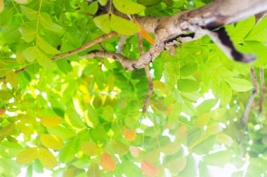 Orman ağaçları, doğa yaprak yeşil güneş ışığı arka plan