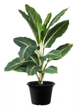 Aglaonema, yaprak yeşil ağaç bitki taze doğa