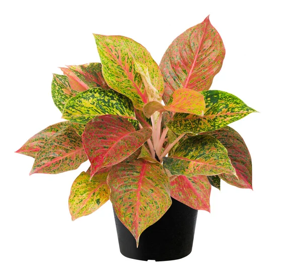 Aglaonema, een yaprak ağaç bitki taze doğa — Stok fotoğraf