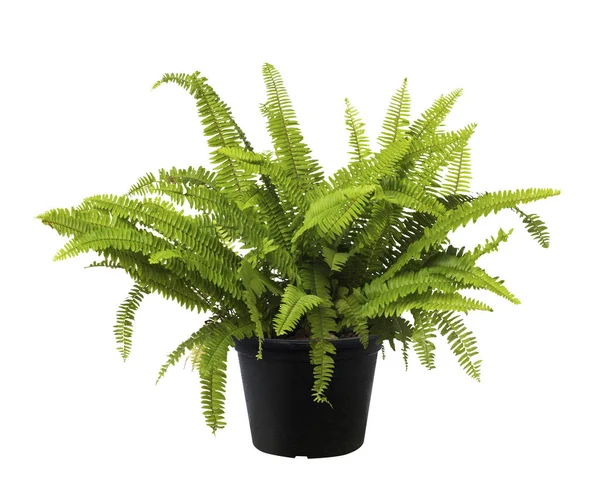 Fern, grønt bladtre, fersk natur – stockfoto