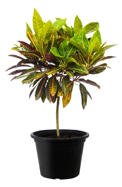 Croton, zielony liść drzewo roślina świeże charakter — Zdjęcie stockowe