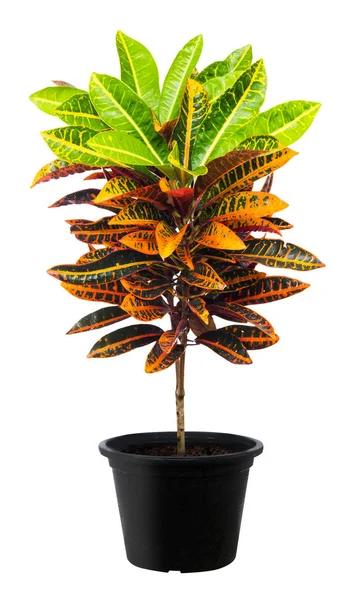 Croton, พืชใบไม้สีเขียวธรรมชาติสด — ภาพถ่ายสต็อก