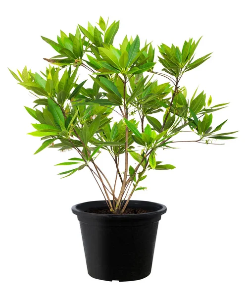 Елеокарп грандіозний, рослина з зеленого листя свіжа природа — стокове фото
