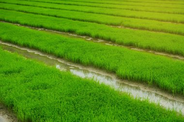 yeşil alan tarım peyzaj