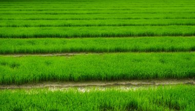 yeşil alan tarım peyzaj