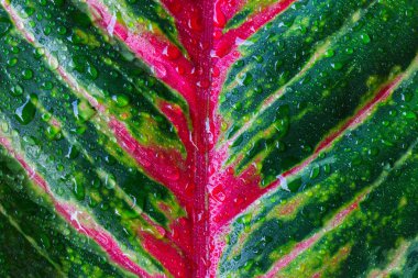 Aglaonema, yaprak yeşil ağaç bitki taze doğa