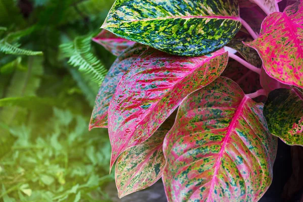 Aglaonema, grüne Blattbaumpflanze frische Natur — Stockfoto