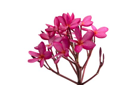 pembe çiçekler (Frangipani, Plumeria grup)