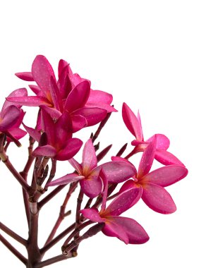 Grubunda Pembe çiçek (Frangipani, Plumeria kapalı)