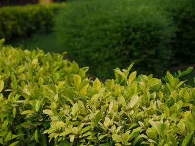 Güzel bir bahçe üzerinde küçük ağaç