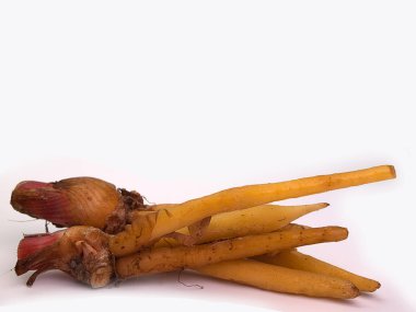 Fingerroot, Kaempfer, daha az Galanga