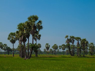 Şeker palmiye ağacı ve çayır