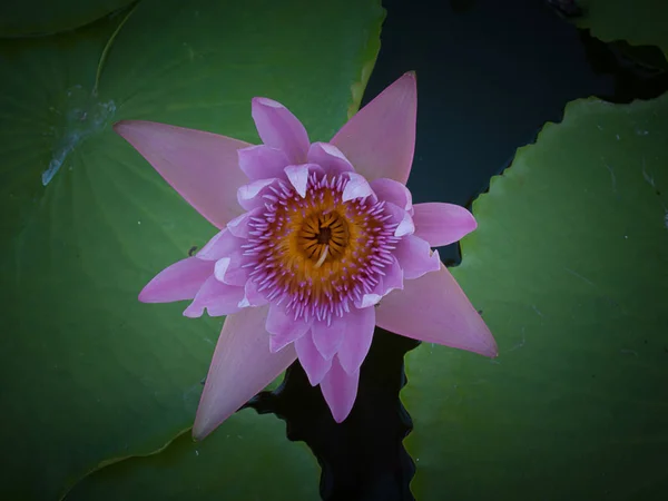 Krásný lotosový květ v rybníku — Stock fotografie