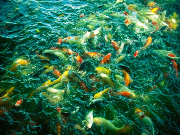 Entre a lagoa de peixes Koi na mira de um . — Fotografia de Stock