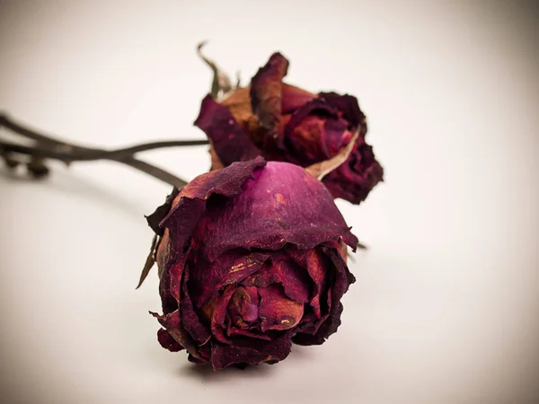 枯れた赤いバラ。美容死の花. — ストック写真