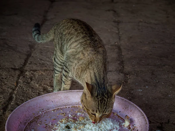 Porträt der braunen Katze — Stockfoto