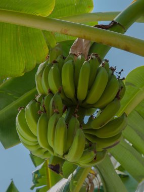Yakın çekim, muz grup bahçedeki ağaç üzerinde