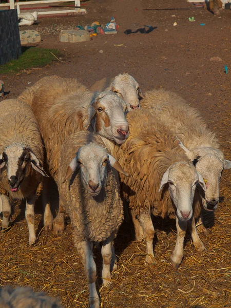 Herd of sheep — Stock Photo, Image