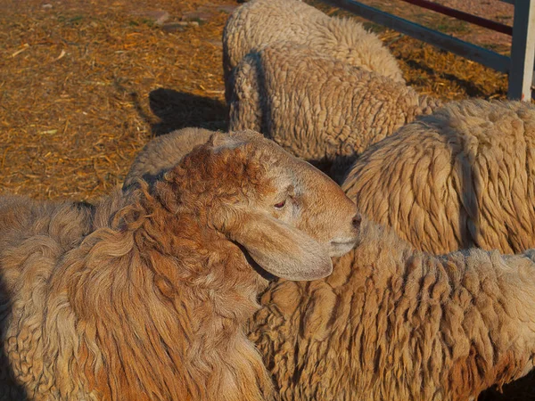 Koyun sürüsü, çiftlik hayvanları içinde yürüyüş — Stok fotoğraf