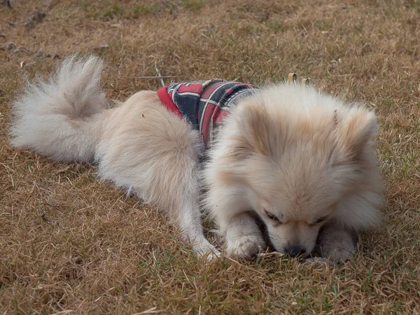 Pommerscher Hund im Freien. — Stockfoto