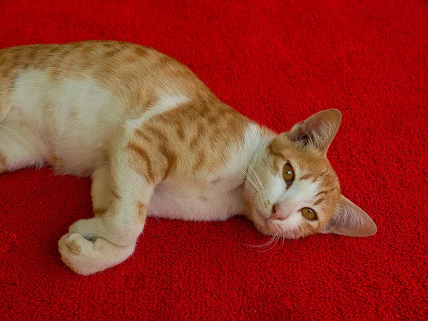 Mały Kot na tkanina tło z bliska. — Zdjęcie stockowe