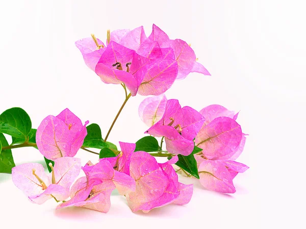 Pink blooming bougainvillea — Stock Photo, Image