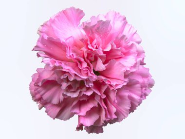 Güzel kırmızı karanfil çiçek