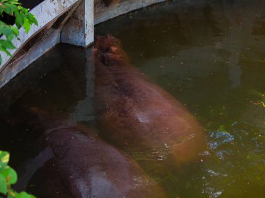 Suaygırı suda yüzüyor.