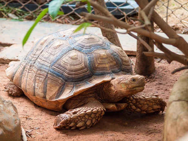 Черепаха крупным планом в зоопарке — стоковое фото