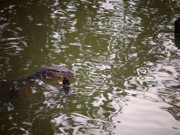 Close-up van wild water monitor (Varanus salvator — Stockfoto