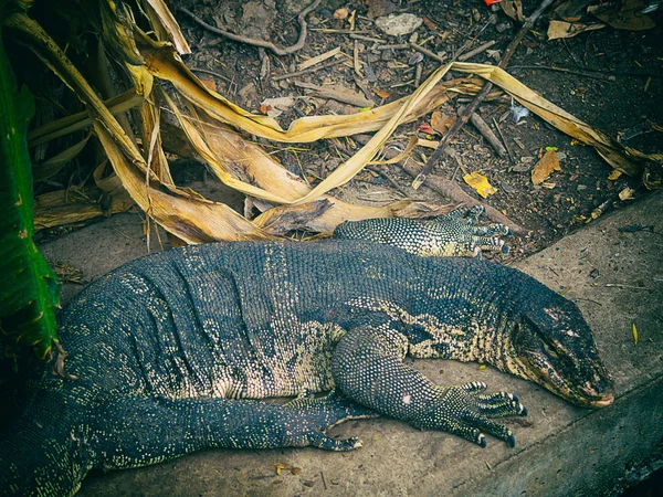 Крупный план дикого водного монитора (Varanus salvator) — стоковое фото