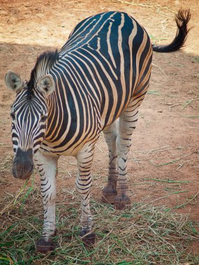 Hayvanat bahçesinde bir zebra, yakın çekim