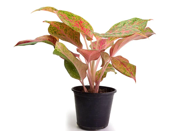 Queen of the Leafy Plants, Nama ilmiahnya Caladium bicolor — Stok Foto