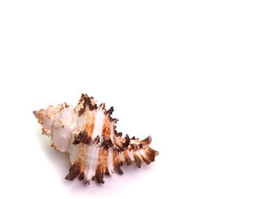 Seashell yan görünüm