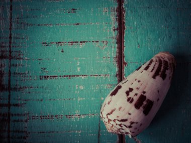 Seashell yan görünüm, koymak ahşap zemin